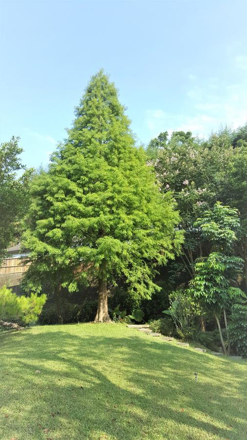 Around The Tree Manor Apartment Shitan Phòng bức ảnh