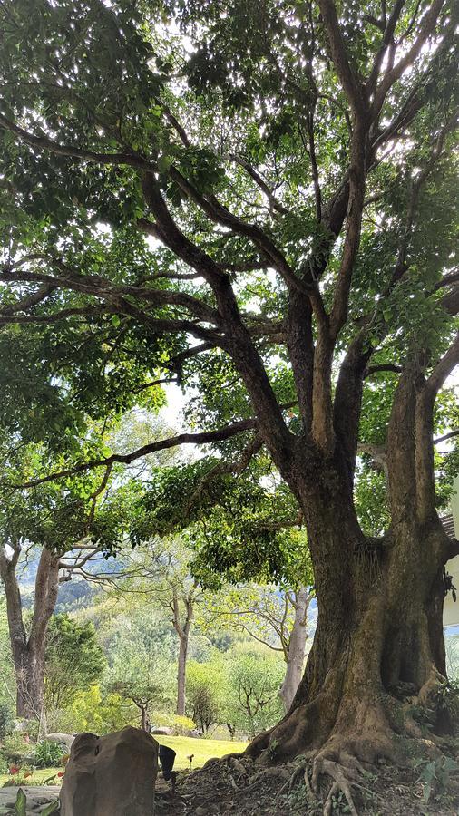 Around The Tree Manor Apartment Shitan Phòng bức ảnh